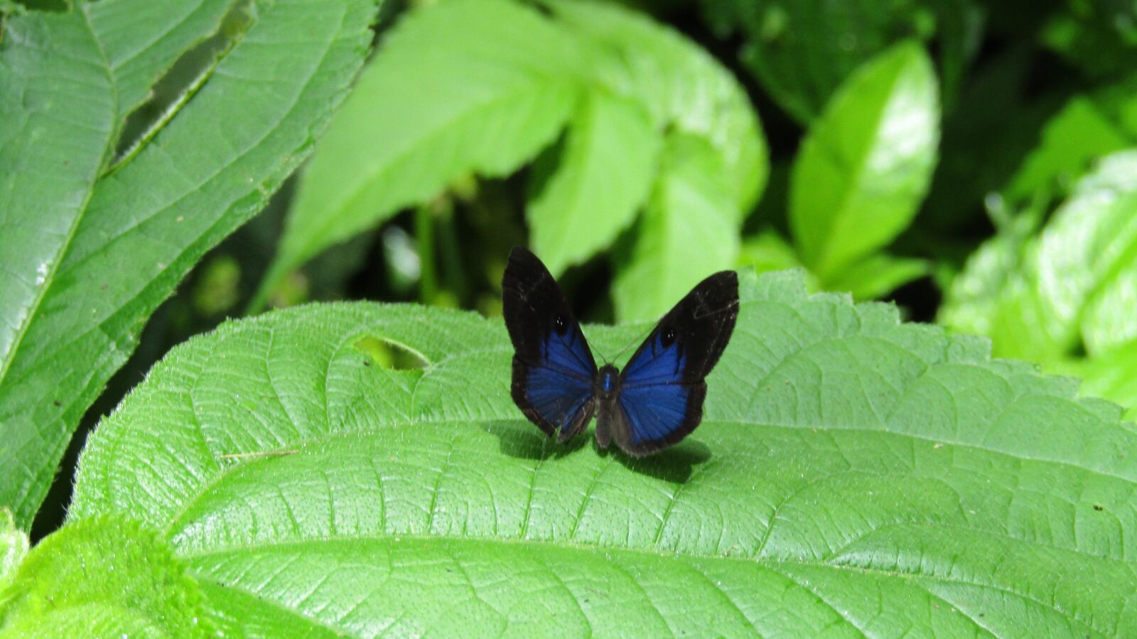 Canon PowerShot SX420 IS sample photo. Butterfly, nature, blue photography