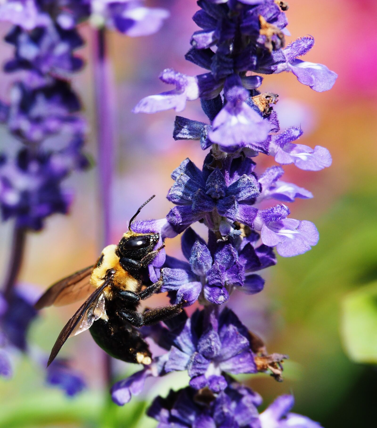 Olympus OM-D E-M10 II sample photo. Insect, bee, honey photography