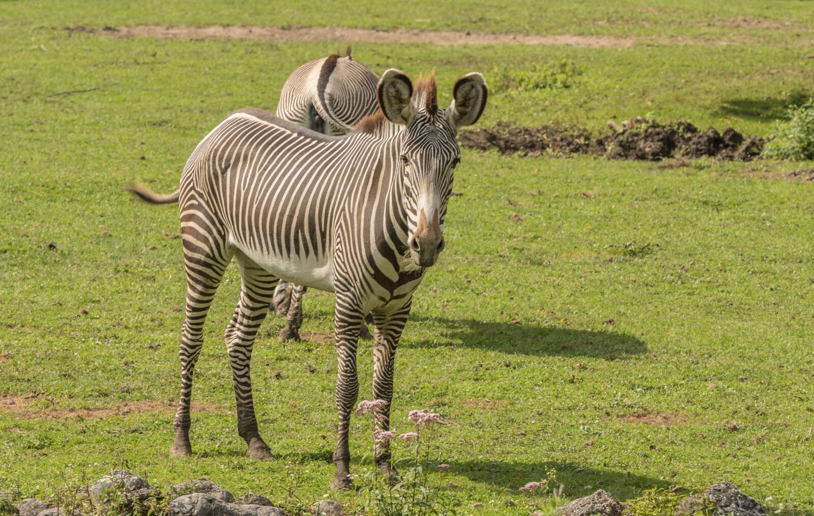 Nikon D500 sample photo. Zebra, zoo, green photography