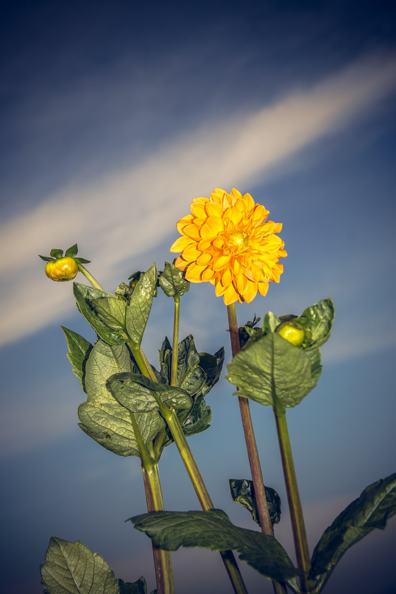 Sony ILCA-77M2 sample photo. Dahlia, blossom, bloom photography