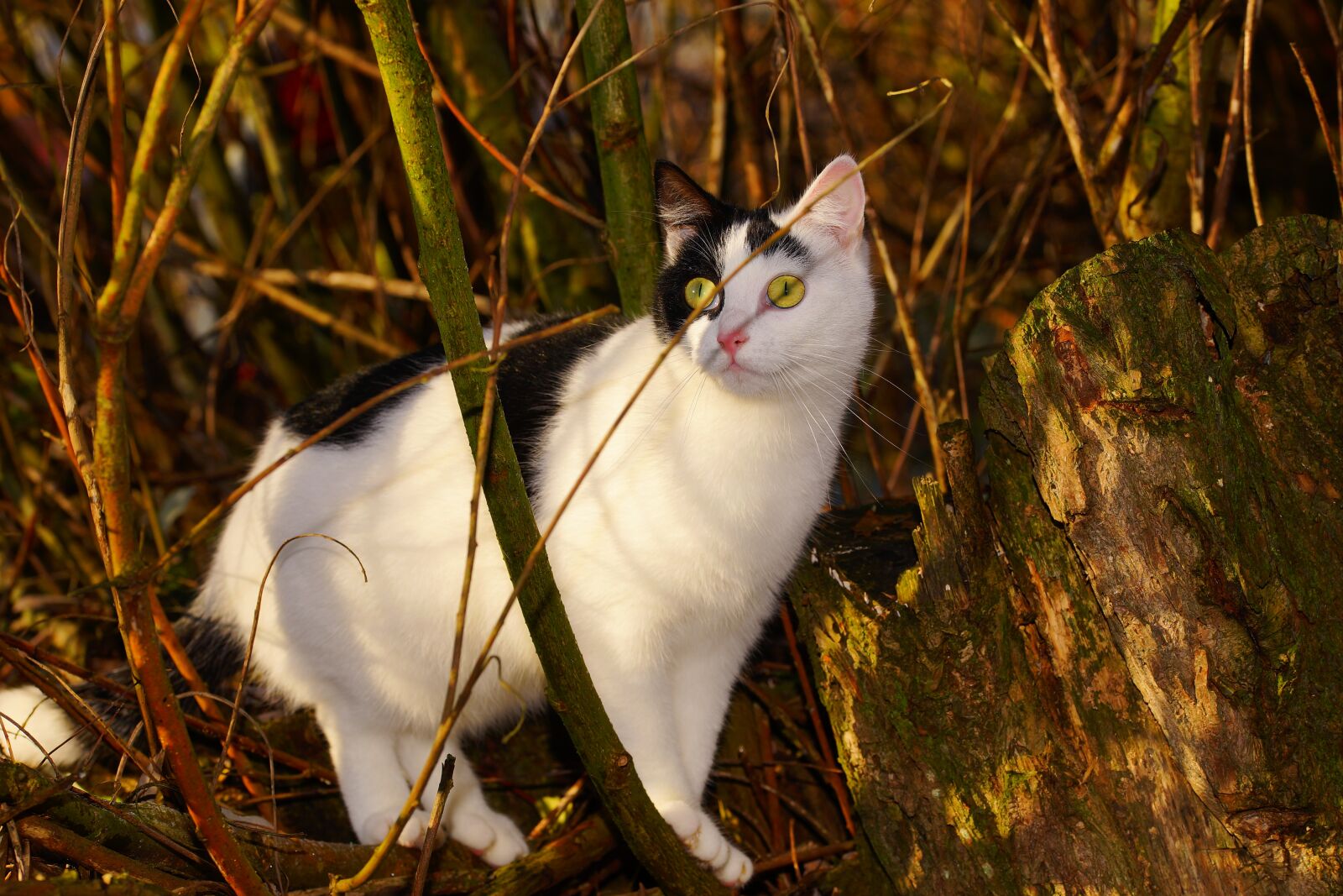 Sony a99 II sample photo. Cat, female, curious photography