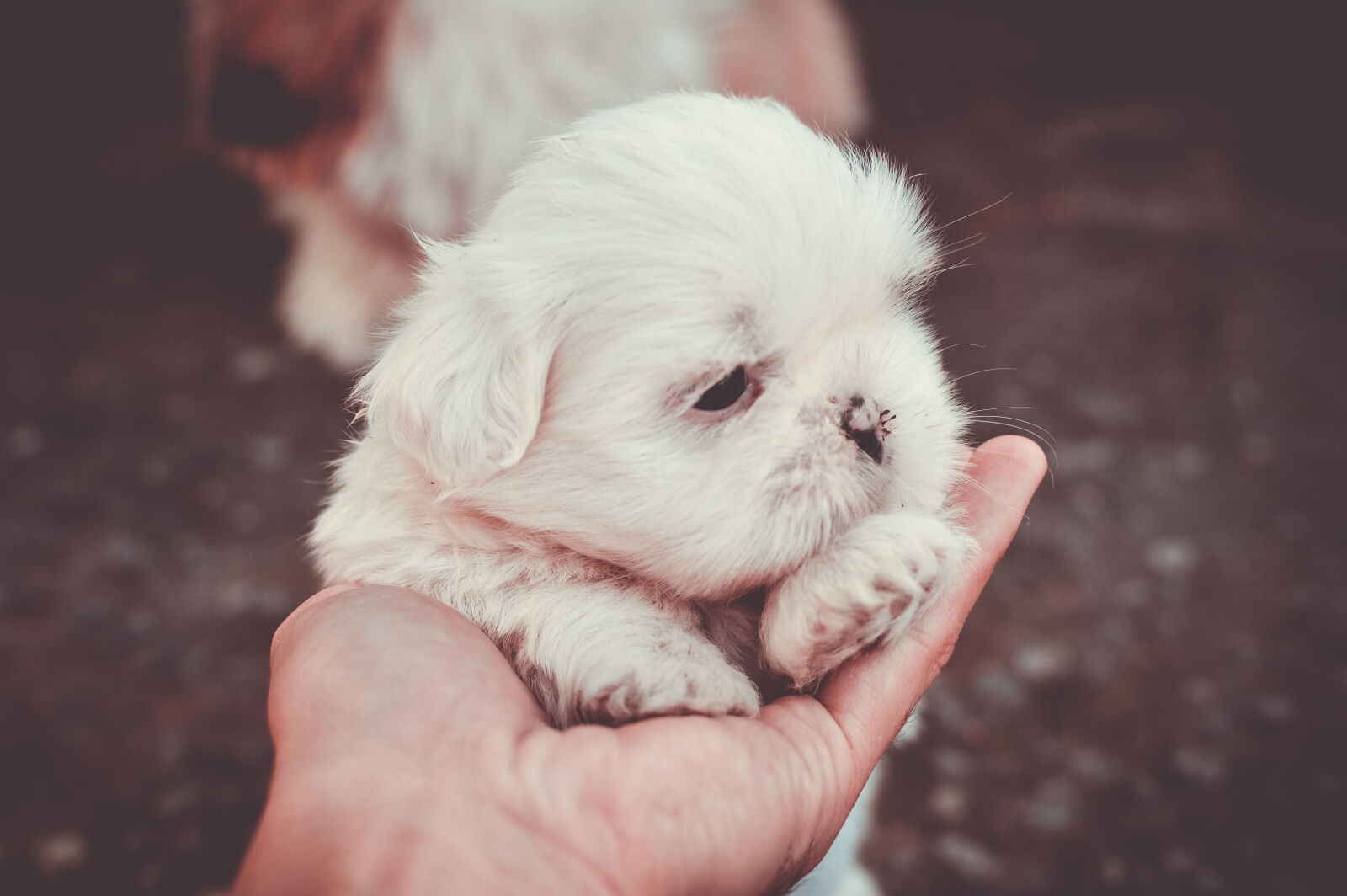Nikon D3200 + Nikon AF-S DX Nikkor 35mm F1.8G sample photo. Adorable, animal, blur, canine photography
