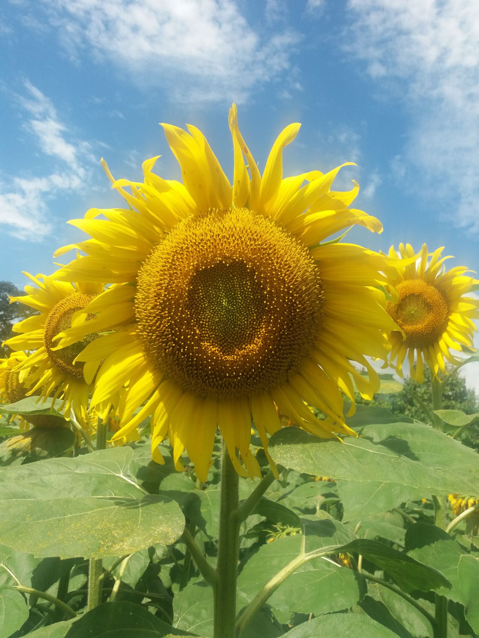 Samsung Galaxy J5(2016) sample photo. Girasol, florecer, hermoso photography