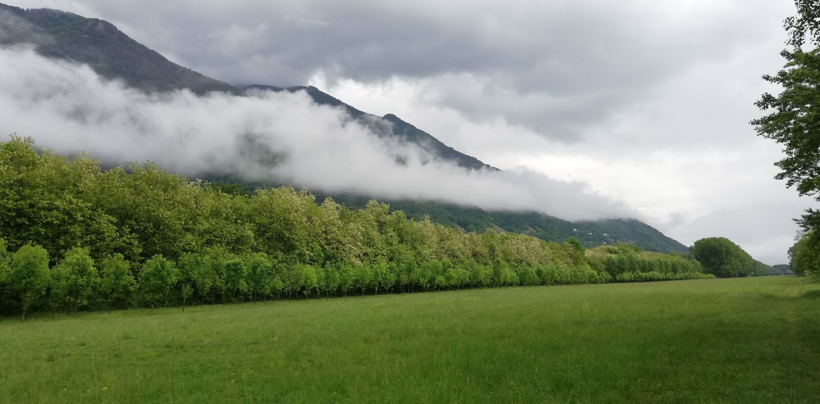 HUAWEI P20 lite sample photo. Nature, green, spring photography