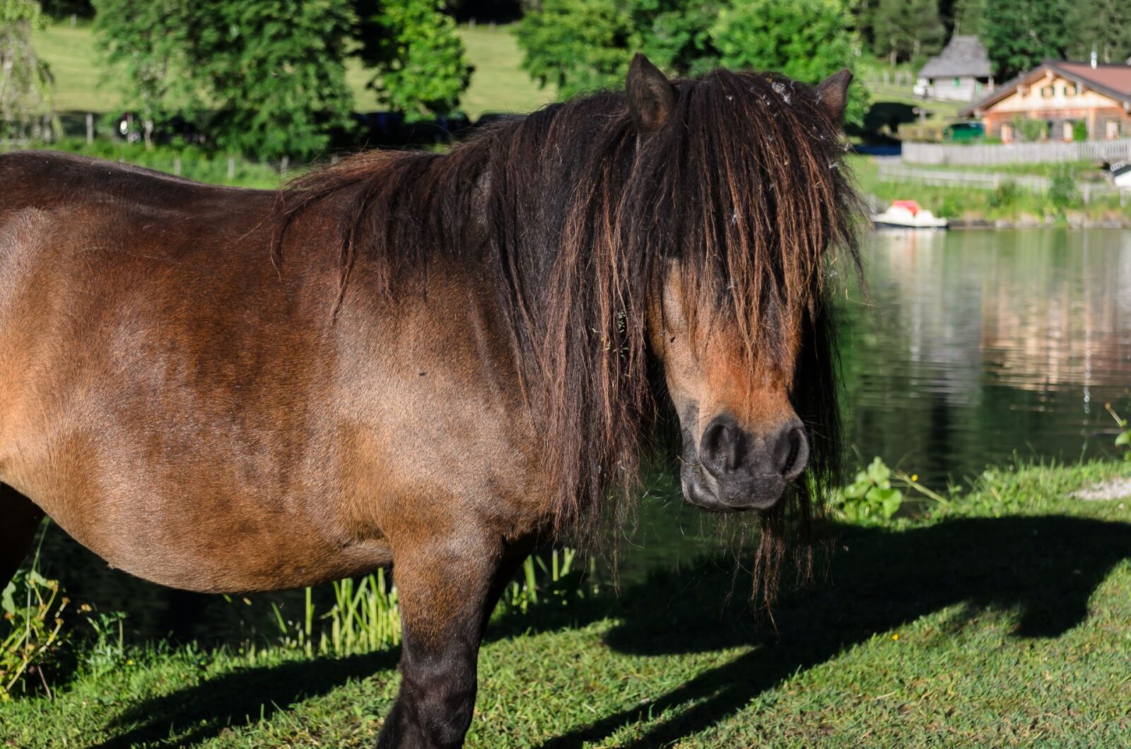Nikon D5100 sample photo. Horse, animals, schladming photography