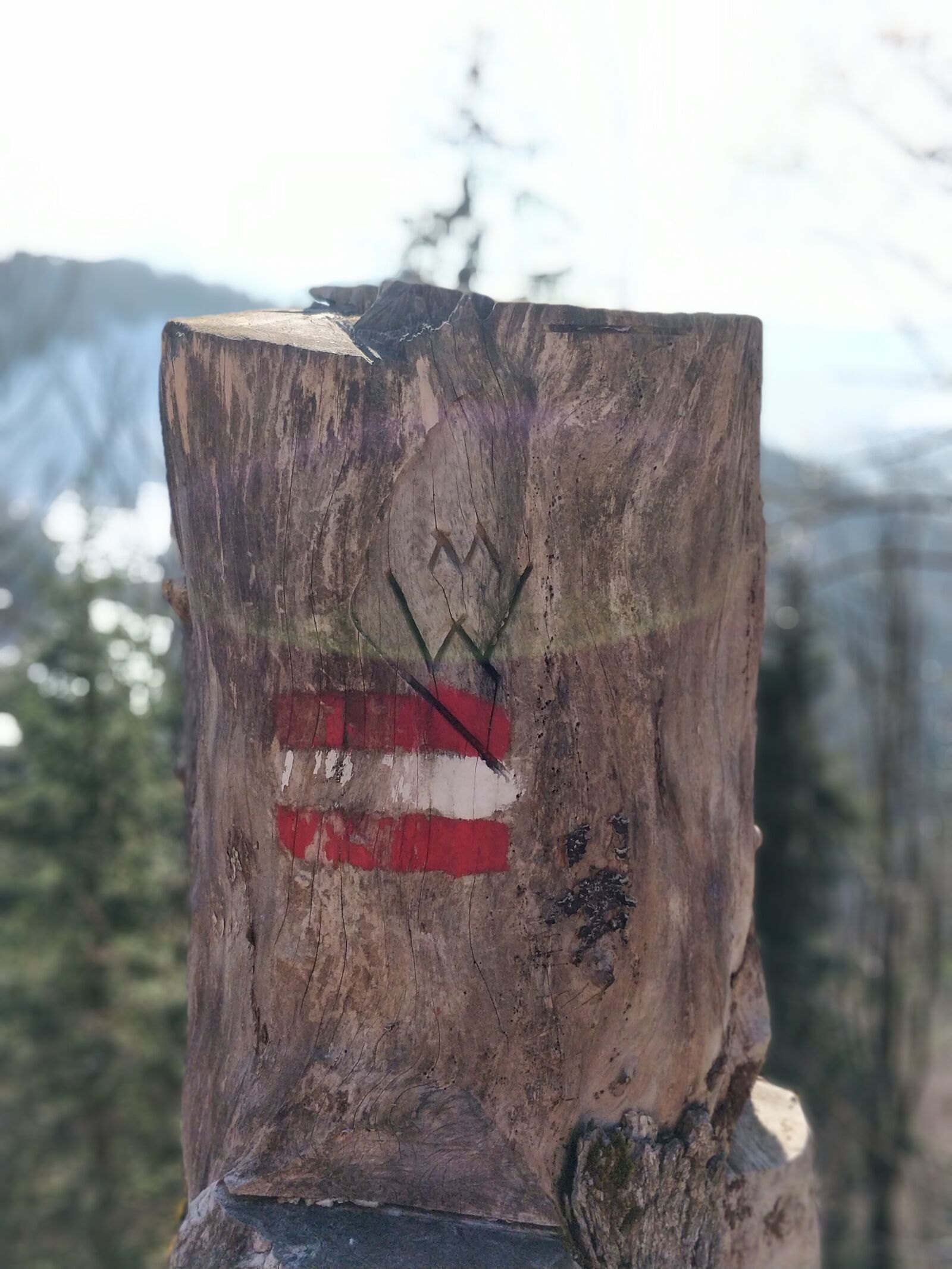 OnePlus A5000 sample photo. Tree stump, austria, log photography