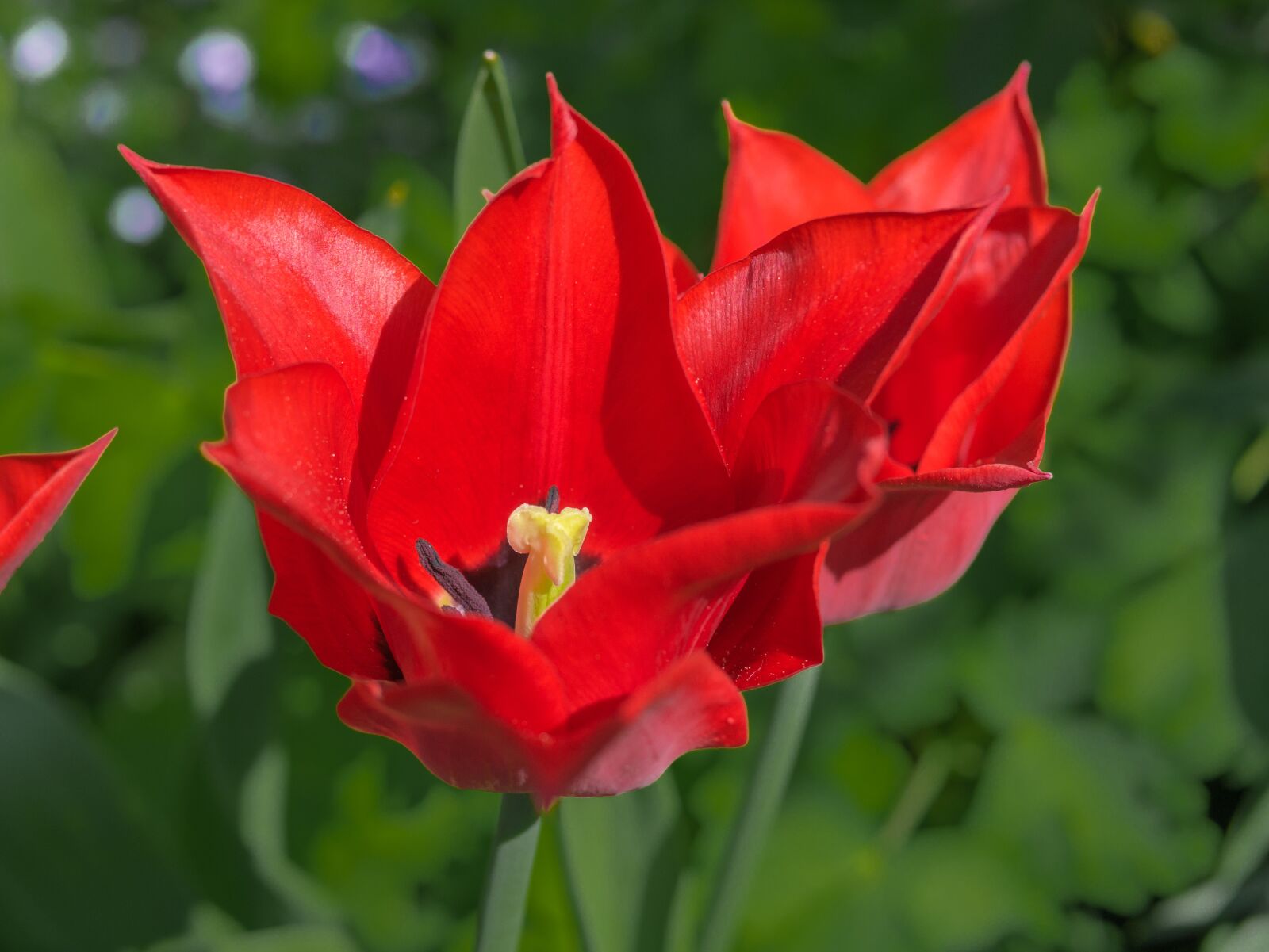 Panasonic Leica DG Summilux 25mm F1.4 II ASPH sample photo. Flower, tulip, color photography