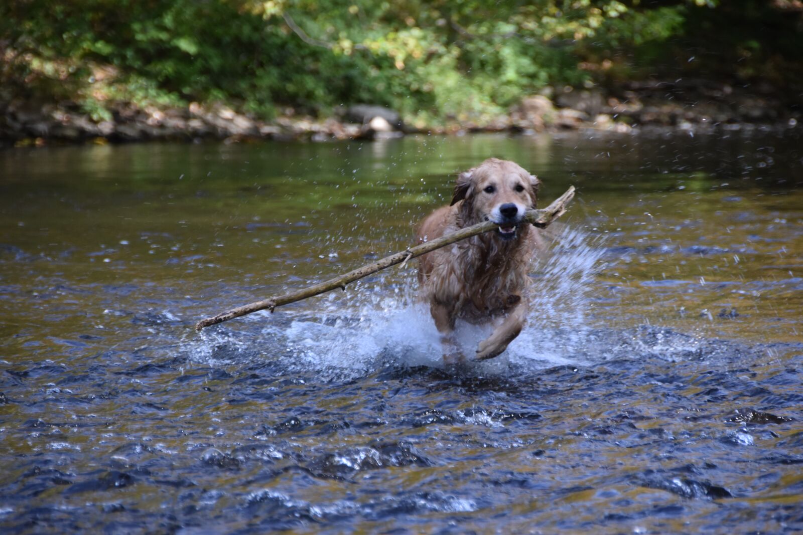 Nikon D5600 sample photo. Dog, water, golden retriever photography