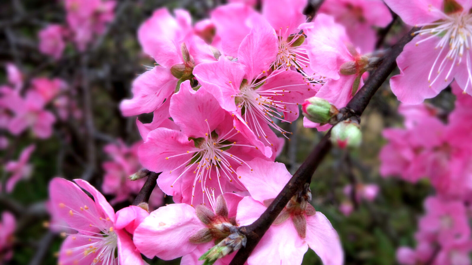 Pentax 02 Standard Zoom sample photo. Peach photography