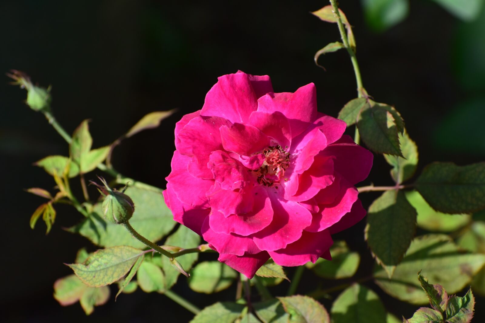 Nikon D3300 sample photo. Flower, rose, red photography