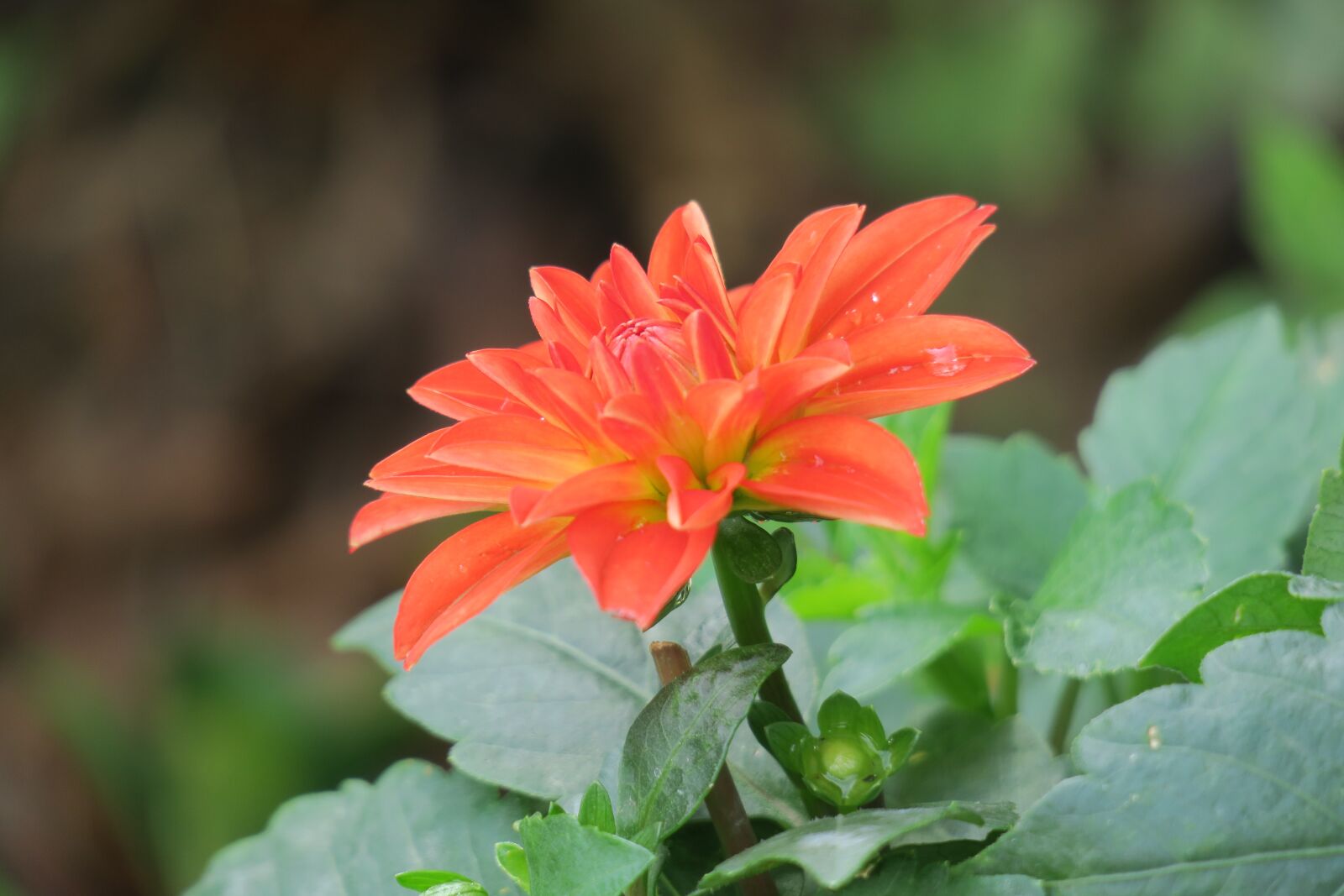 Canon PowerShot G3 X sample photo. Dahlia, nature, plant photography