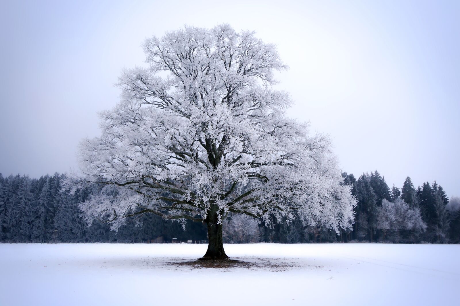 Panasonic Lumix DMC-GX8 sample photo. Winter, snow, frost photography