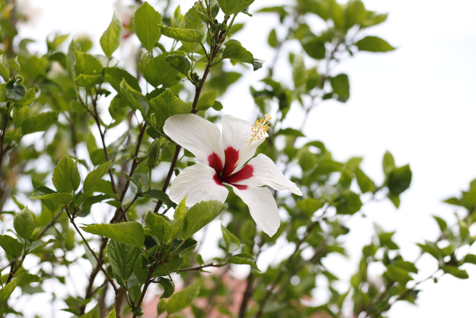Canon EF 50mm F1.8 STM sample photo