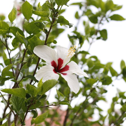 Canon EOS 70D + Canon EF 50mm F1.8 STM sample photos - ExploreCams