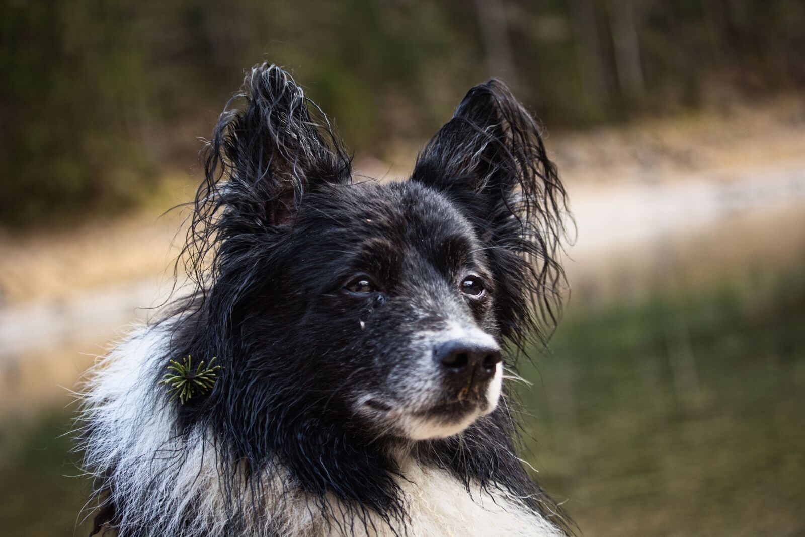 Canon EF-S 55-250mm F4-5.6 IS STM sample photo. Dog, pet, hiking photography