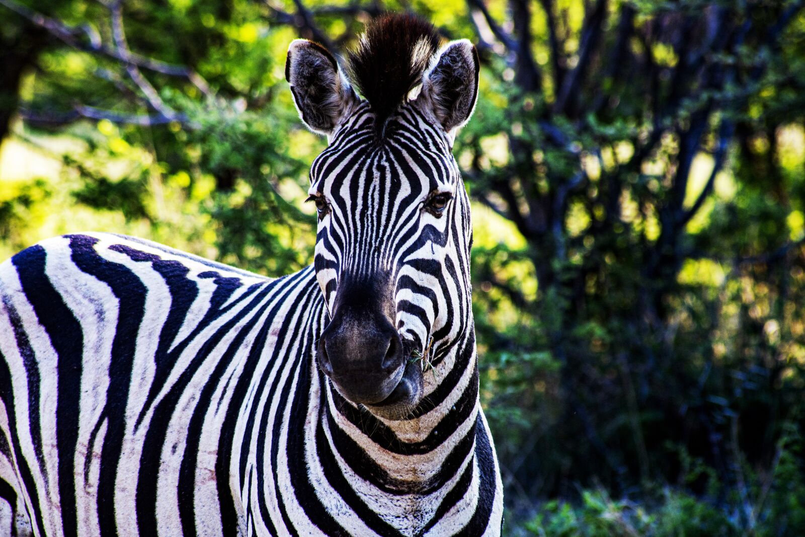 Nikon D7200 sample photo. Africa, wildlife, zebra photography