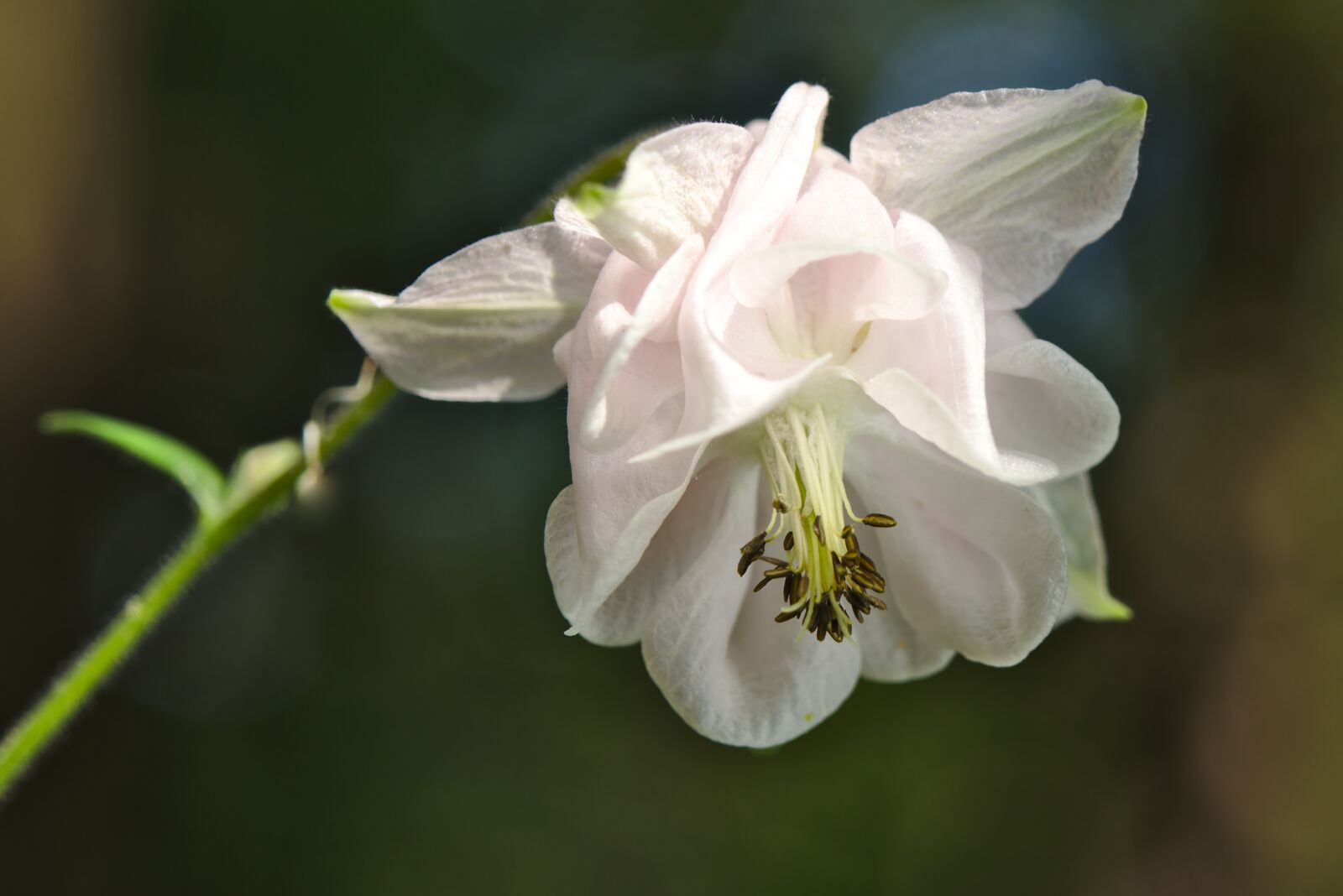 Canon EOS M5 + Canon EF-M 18-150mm F3.5-6.3 IS STM sample photo. Columbine, blossom, bloom photography