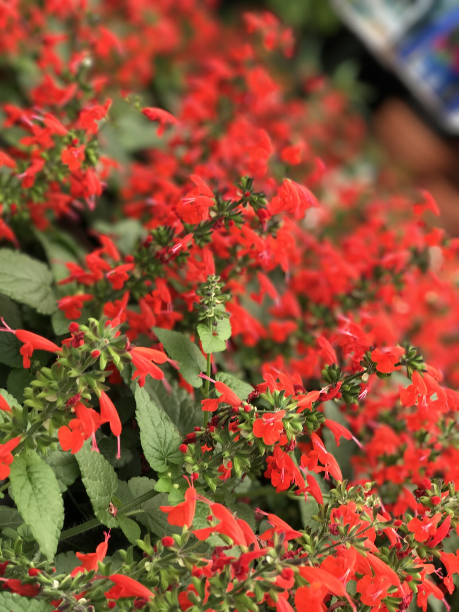 iPhone 7 Plus back dual camera 6.6mm f/2.8 sample photo