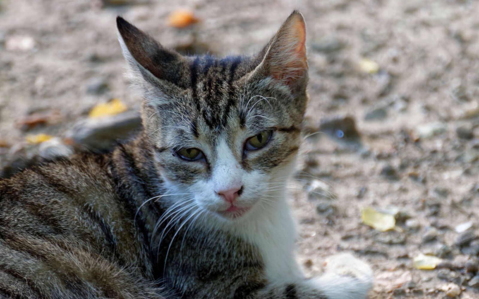 Nikon D5300 sample photo. Cat, feline, pet photography