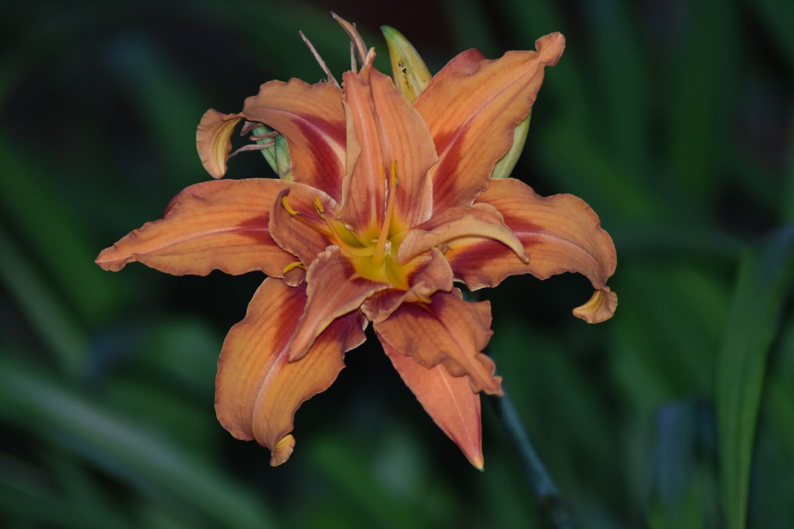 Nikon D3400 sample photo. Flower, lily, orange photography
