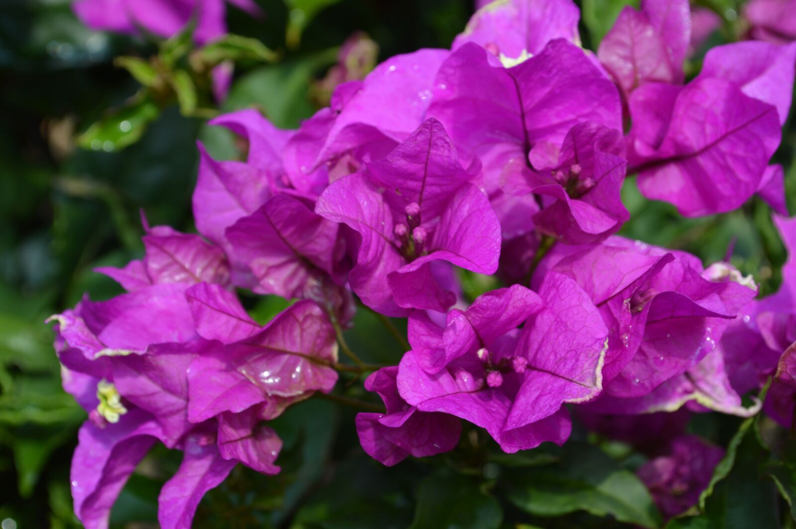 Nikon D3200 sample photo. Flowers lilac, nature, flower photography