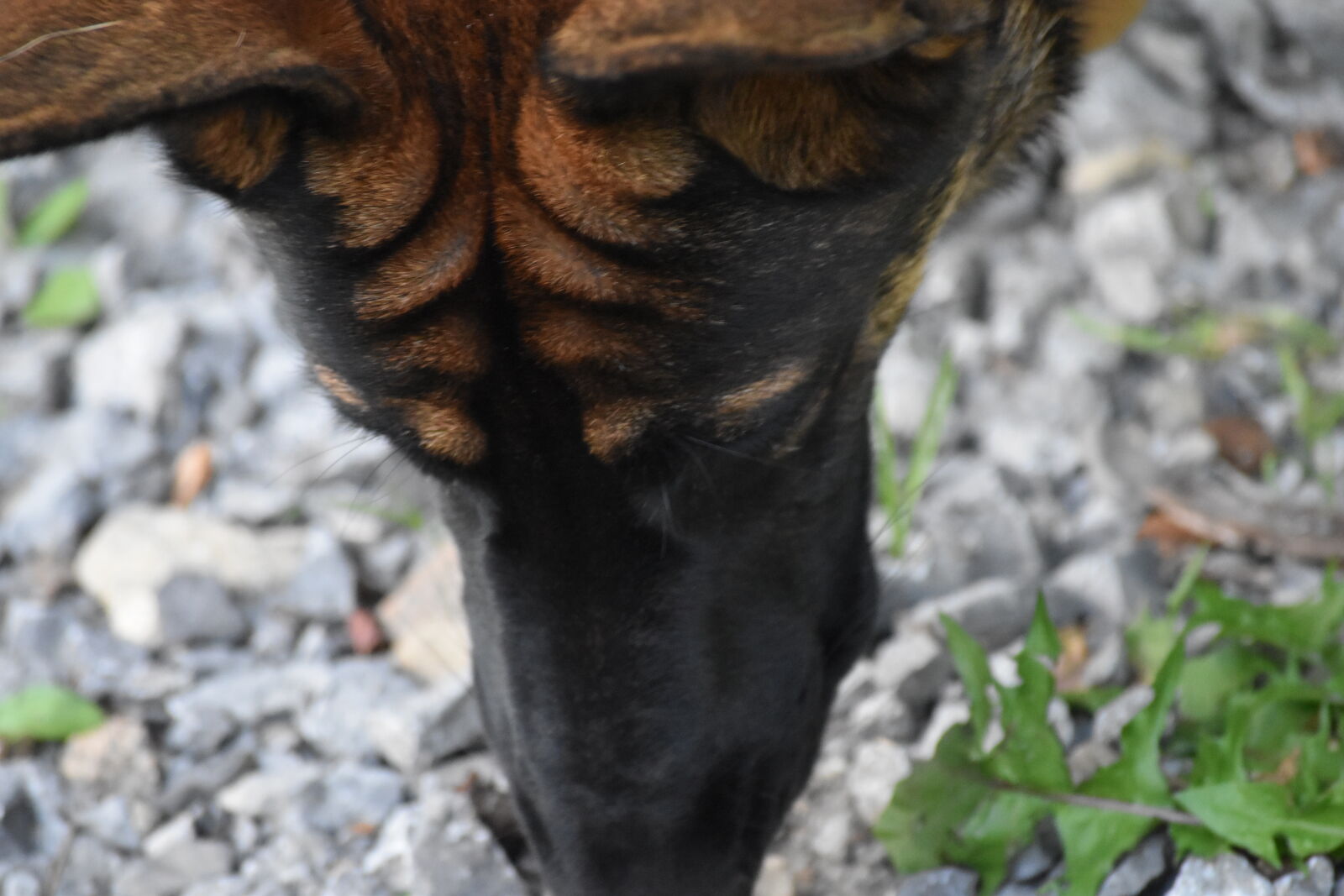 Nikon D5500 sample photo. Dog, german, shepherd photography