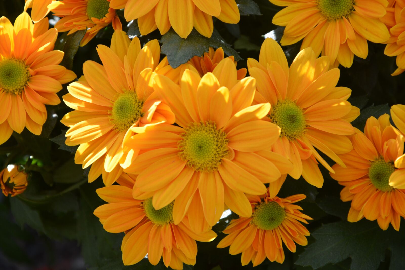 Nikon D5200 sample photo. Mums, flowers, colors photography