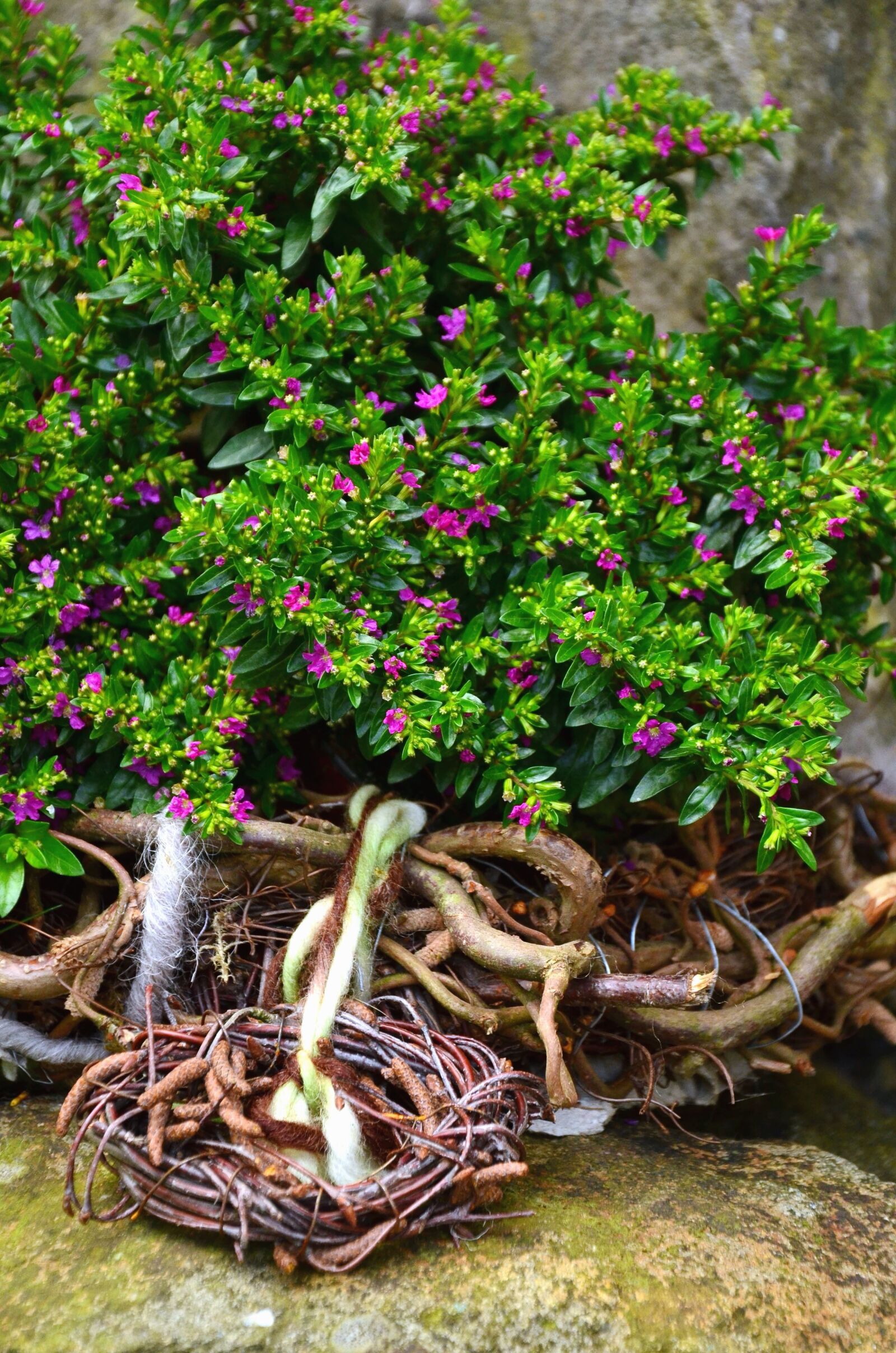 Nikon D5100 sample photo. Flower, flowering, plant, leaf photography