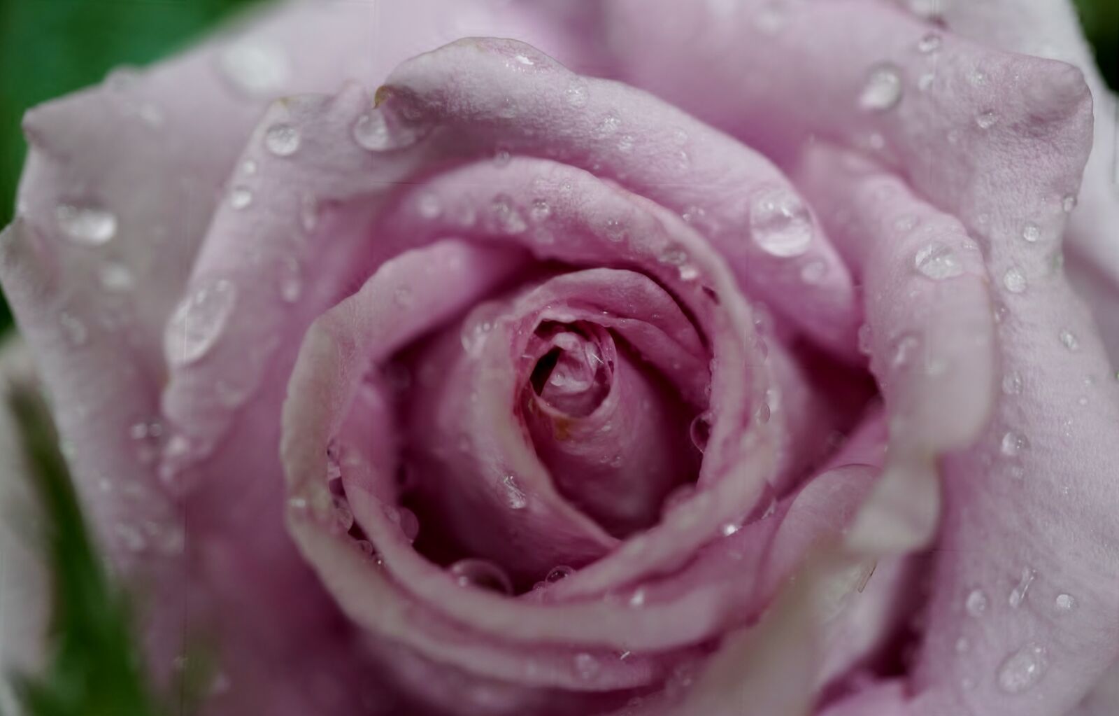 Sony E 30mm F3.5 Macro sample photo. Rose, wet, pink photography