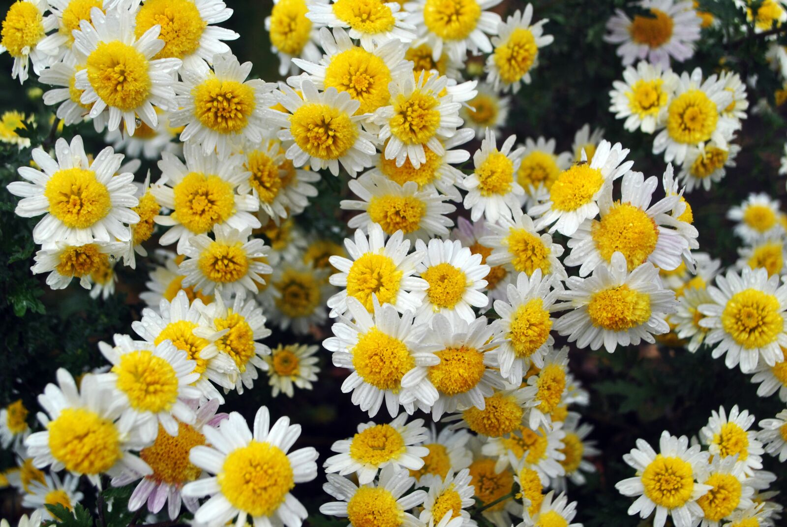 Nikon D3000 sample photo. Plant, nature, bloom photography