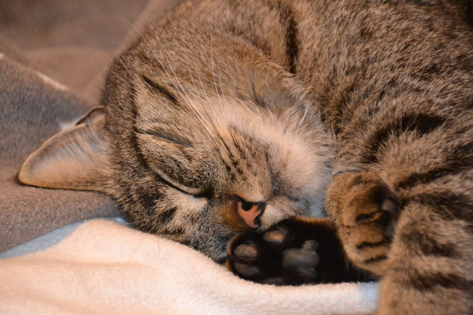 Nikon D3100 sample photo. Cat, domestic cat, pet photography