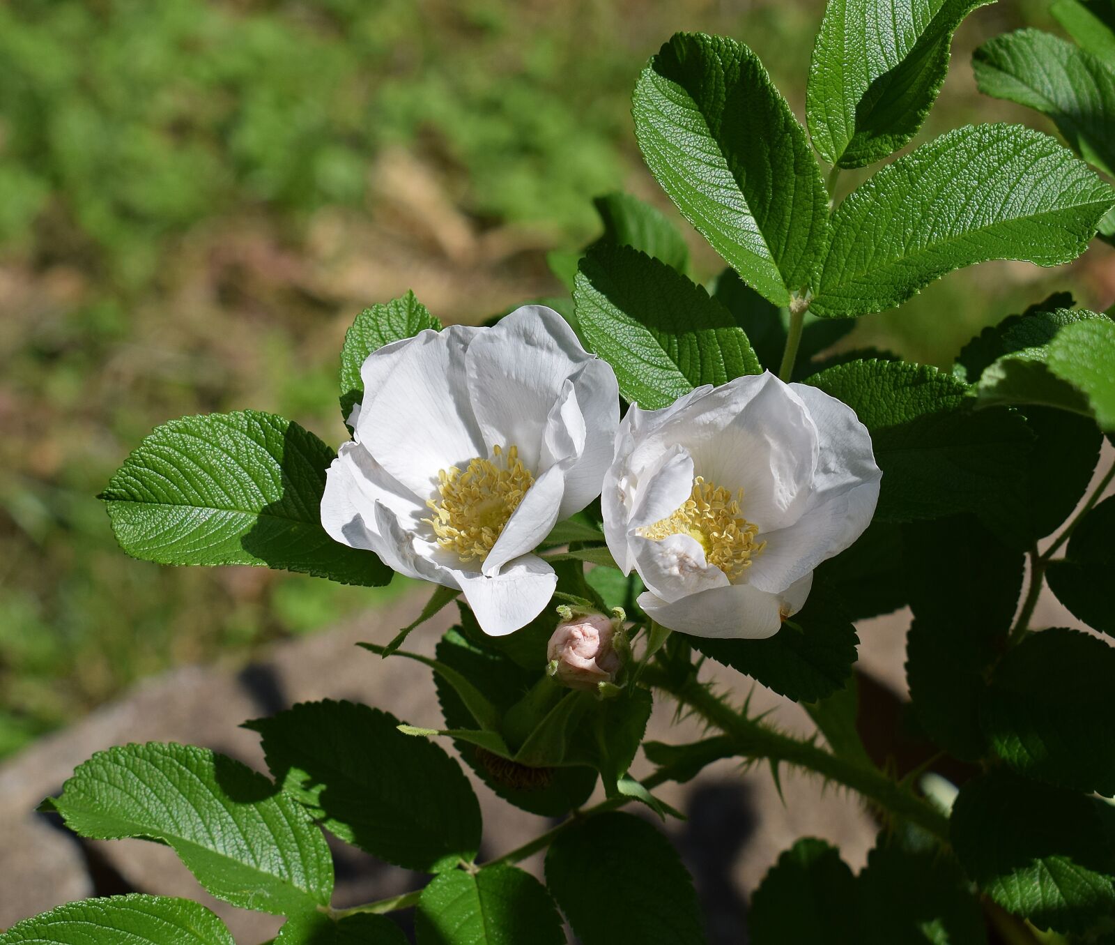 Nikon D3300 sample photo. Palest pink roses, rugosa photography