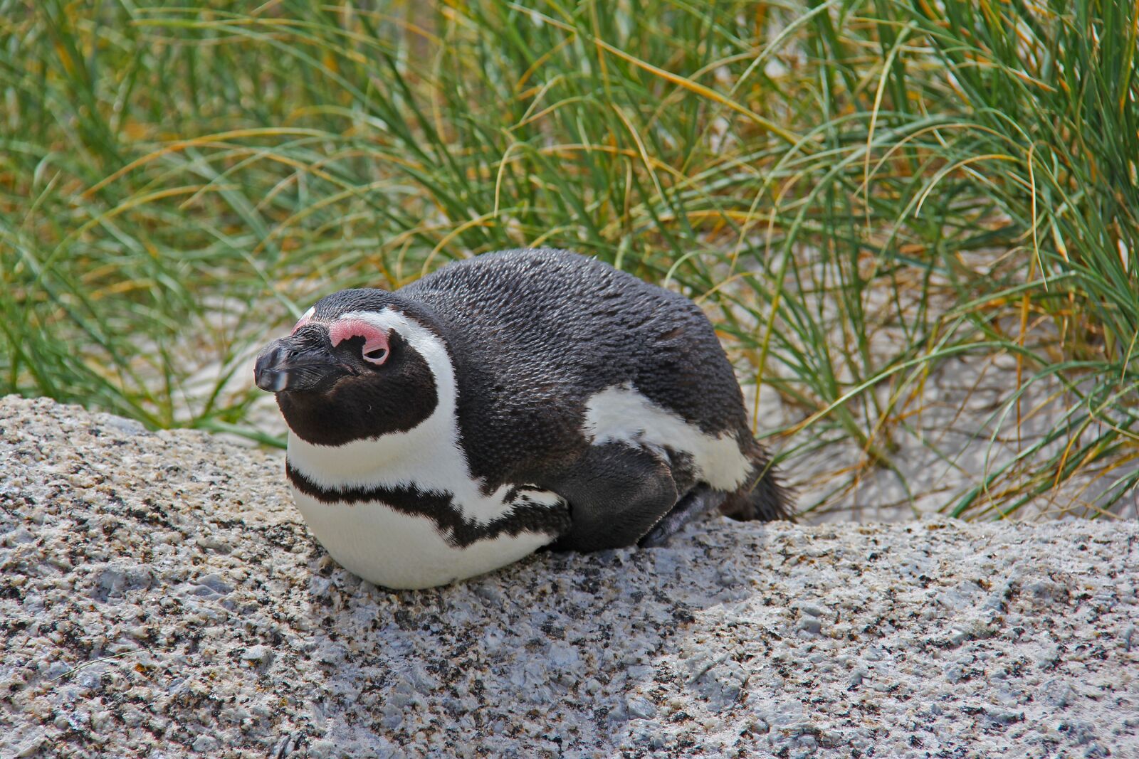 Canon EF-S 18-200mm F3.5-5.6 IS sample photo. Penguin, cute, cuddly photography