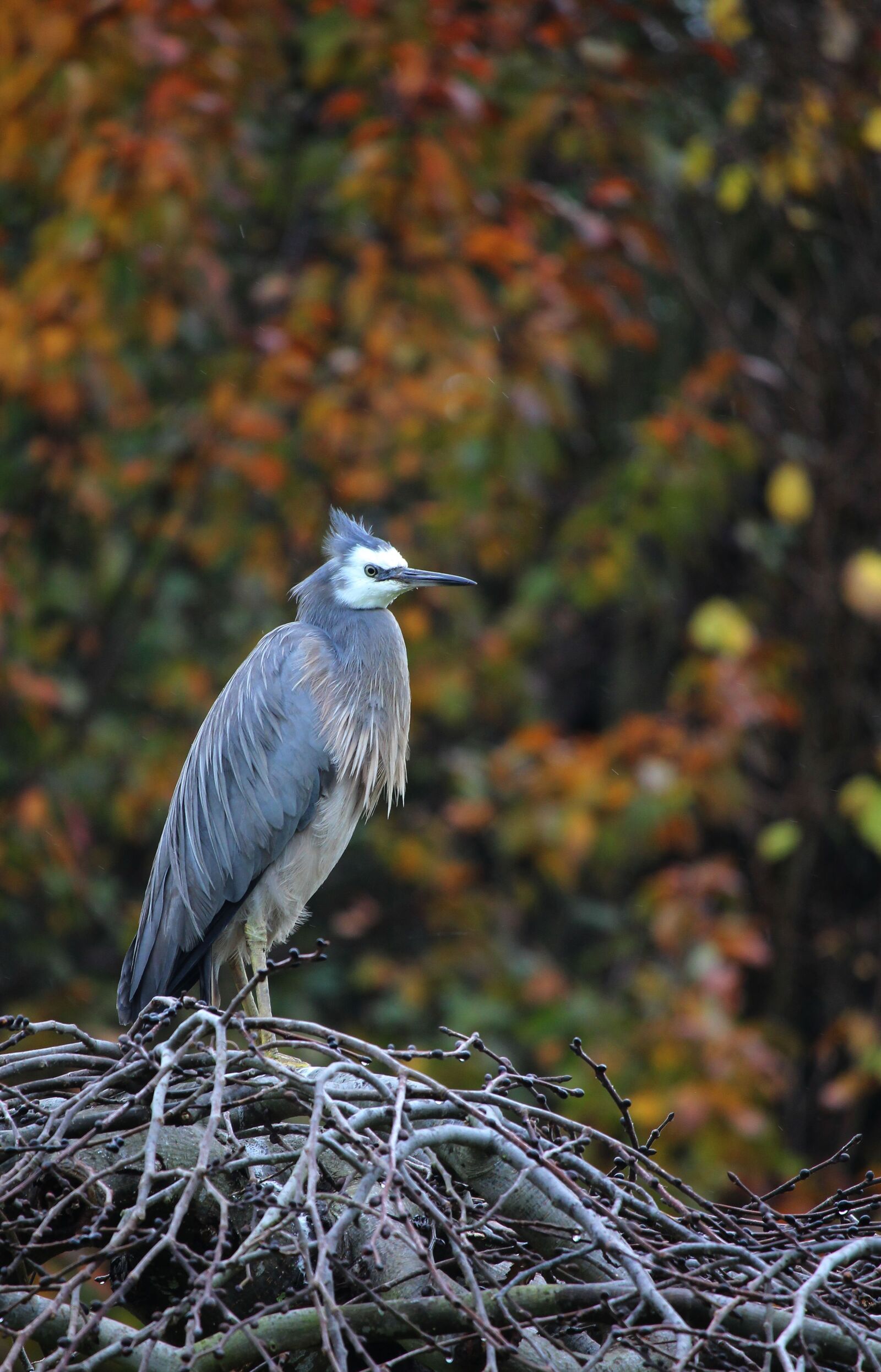Canon EOS 700D (EOS Rebel T5i / EOS Kiss X7i) sample photo. Nature, fall, autumn photography