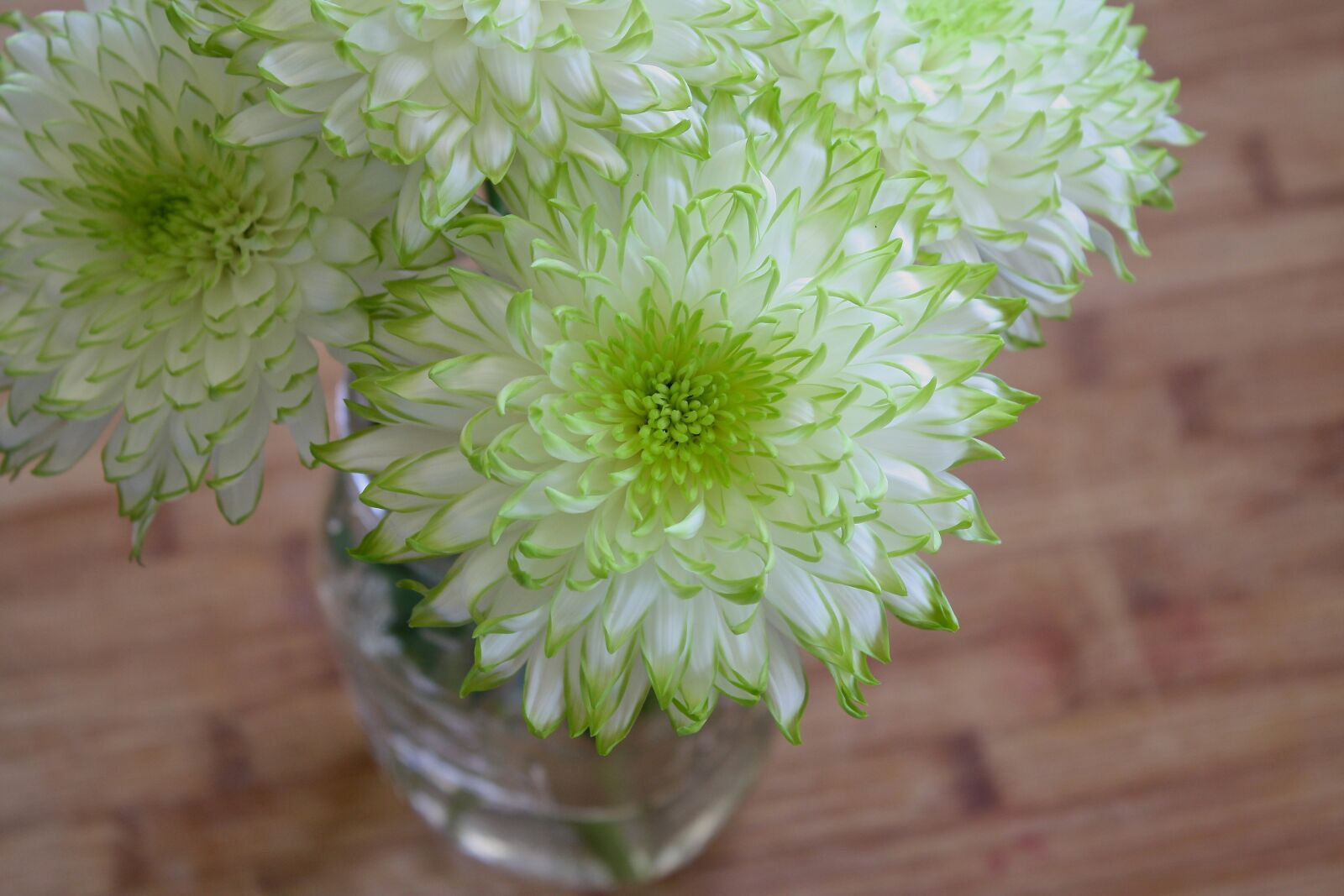 Canon EOS 1000D (EOS Digital Rebel XS / EOS Kiss F) sample photo. Flowers, white, green photography