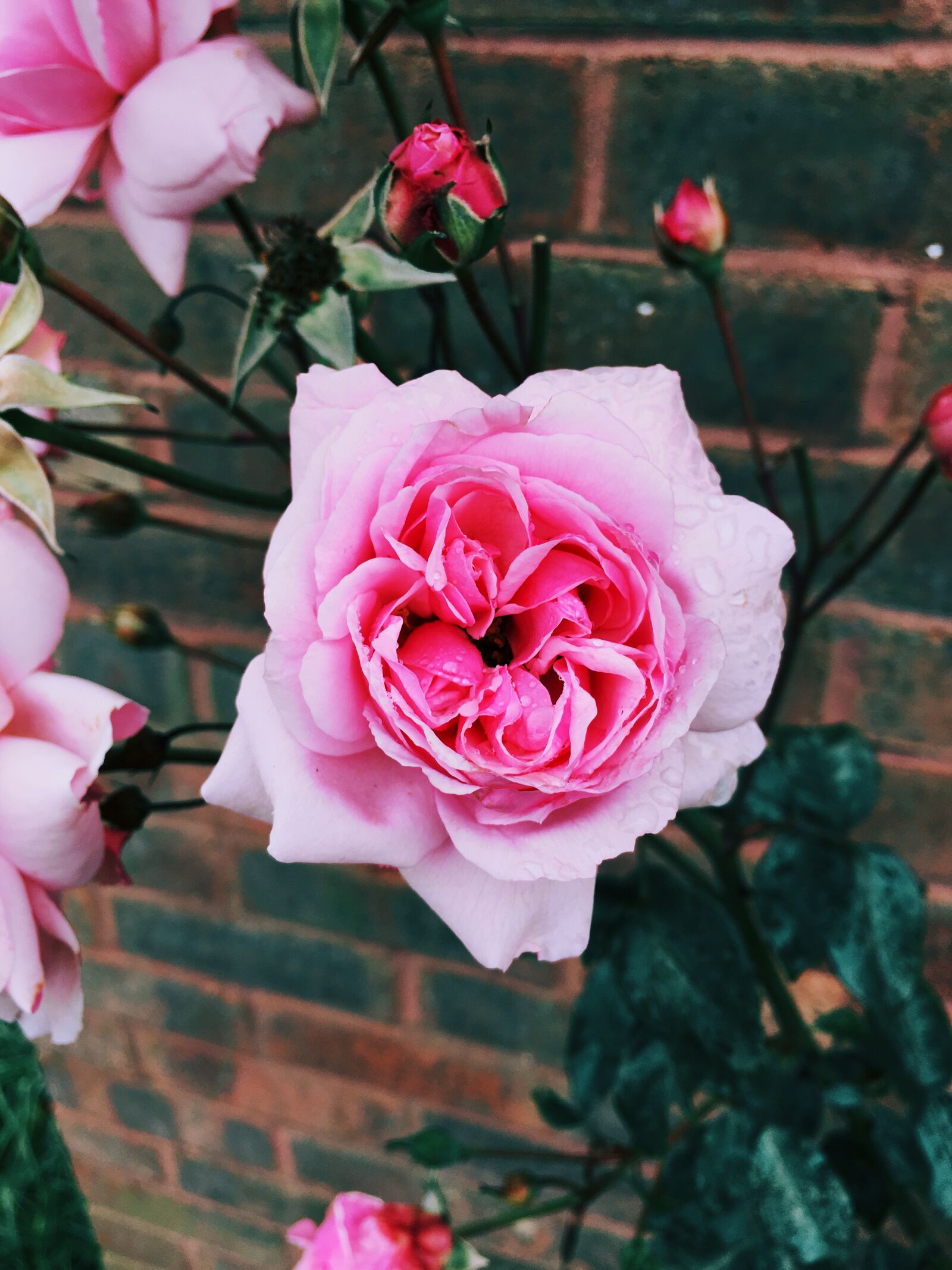 Apple iPhone 6s sample photo