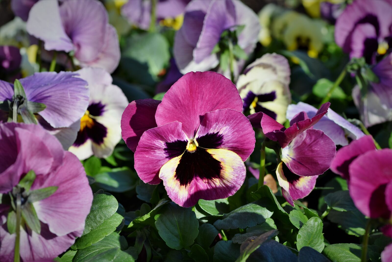 Nikon D7200 sample photo. Pansy, blossom, bloom photography