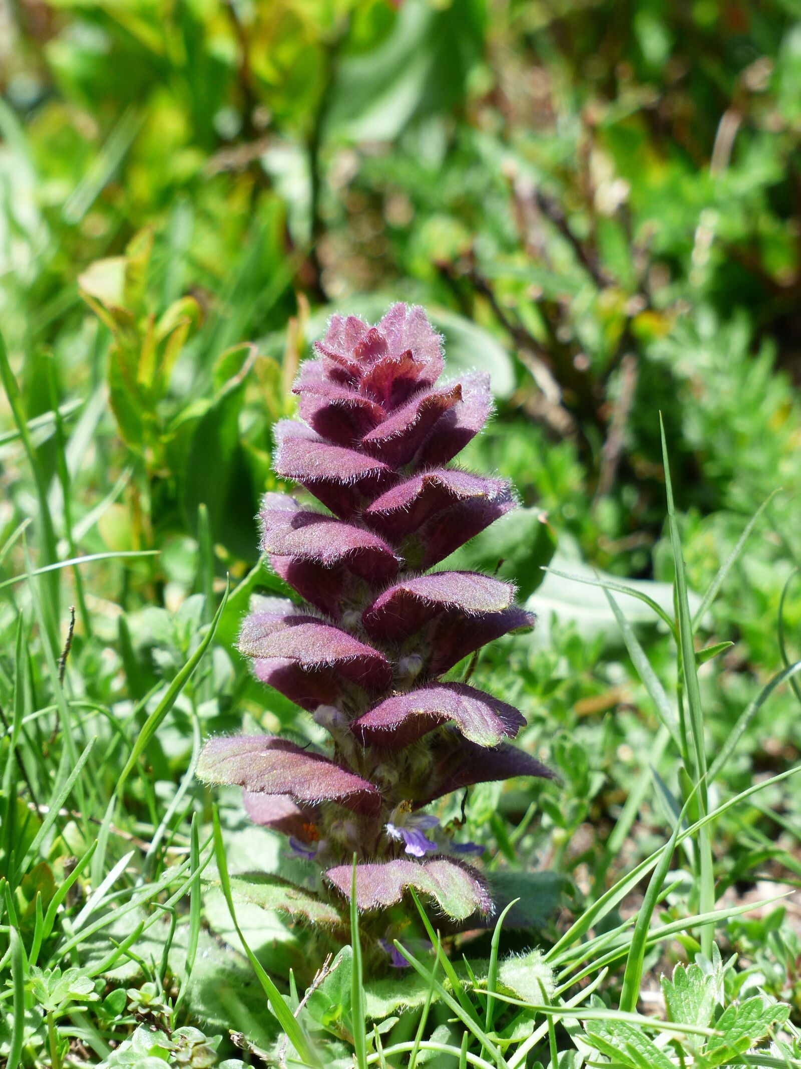 Panasonic Lumix DMC-FZ200 sample photo. Pyramidalis, bugle, flower photography