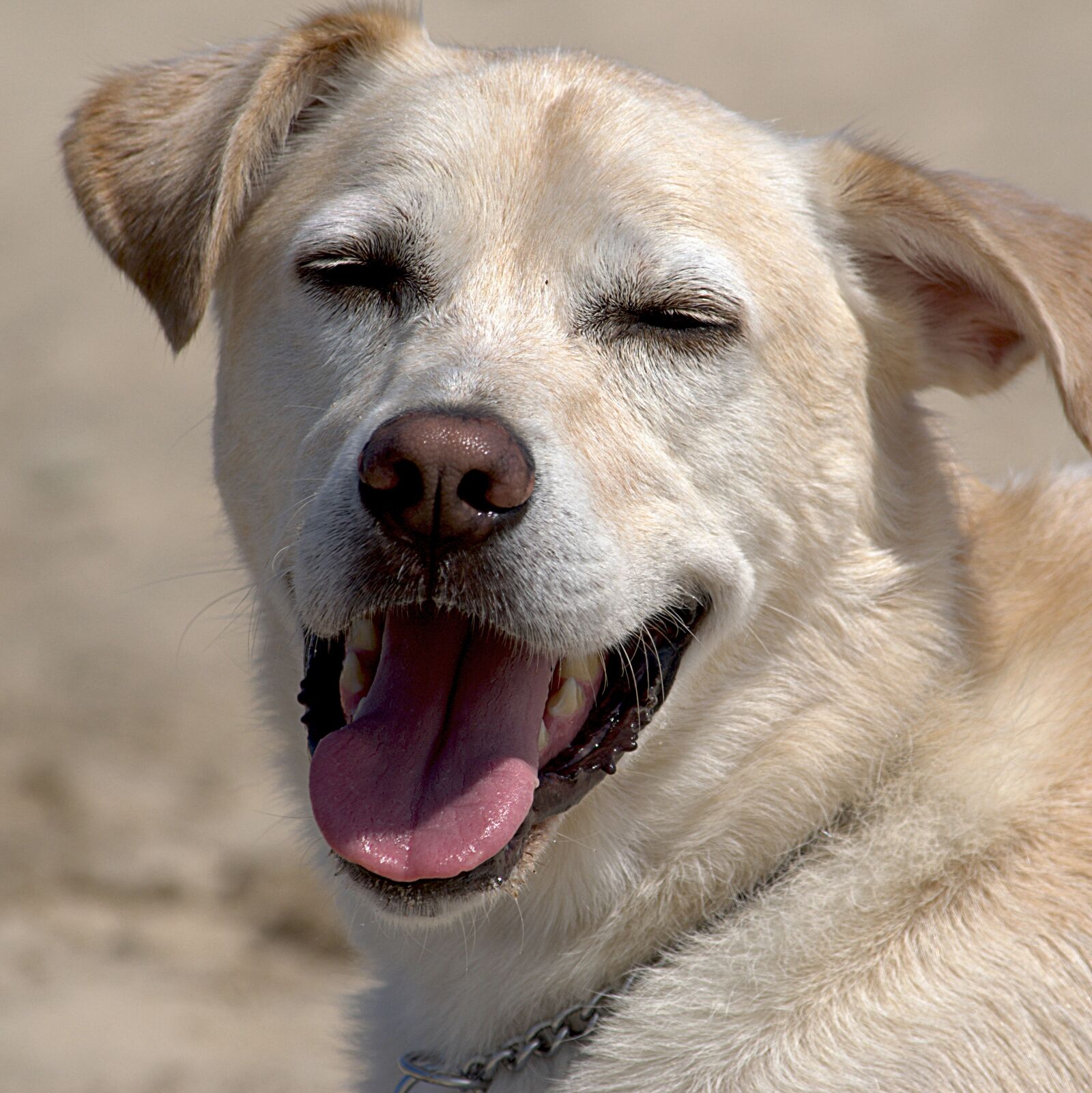 Nikon D5100 sample photo. Dogs, beach, wet photography