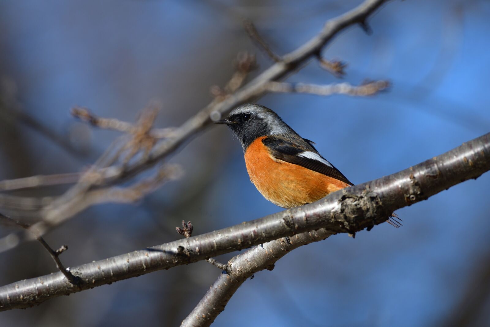 Nikon D500 sample photo. Outdoors, natural, wild animals photography