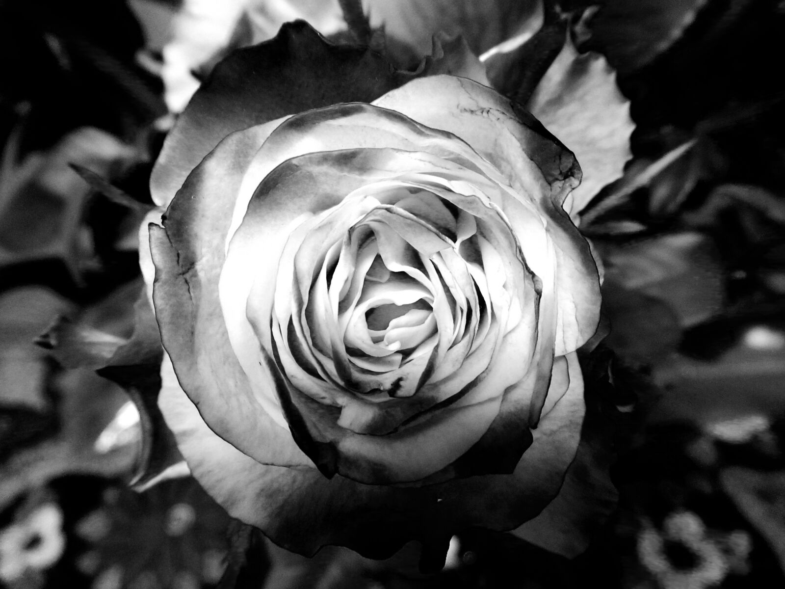 Canon PowerShot SX620 HS sample photo. Photography, grayscale, of, rose photography