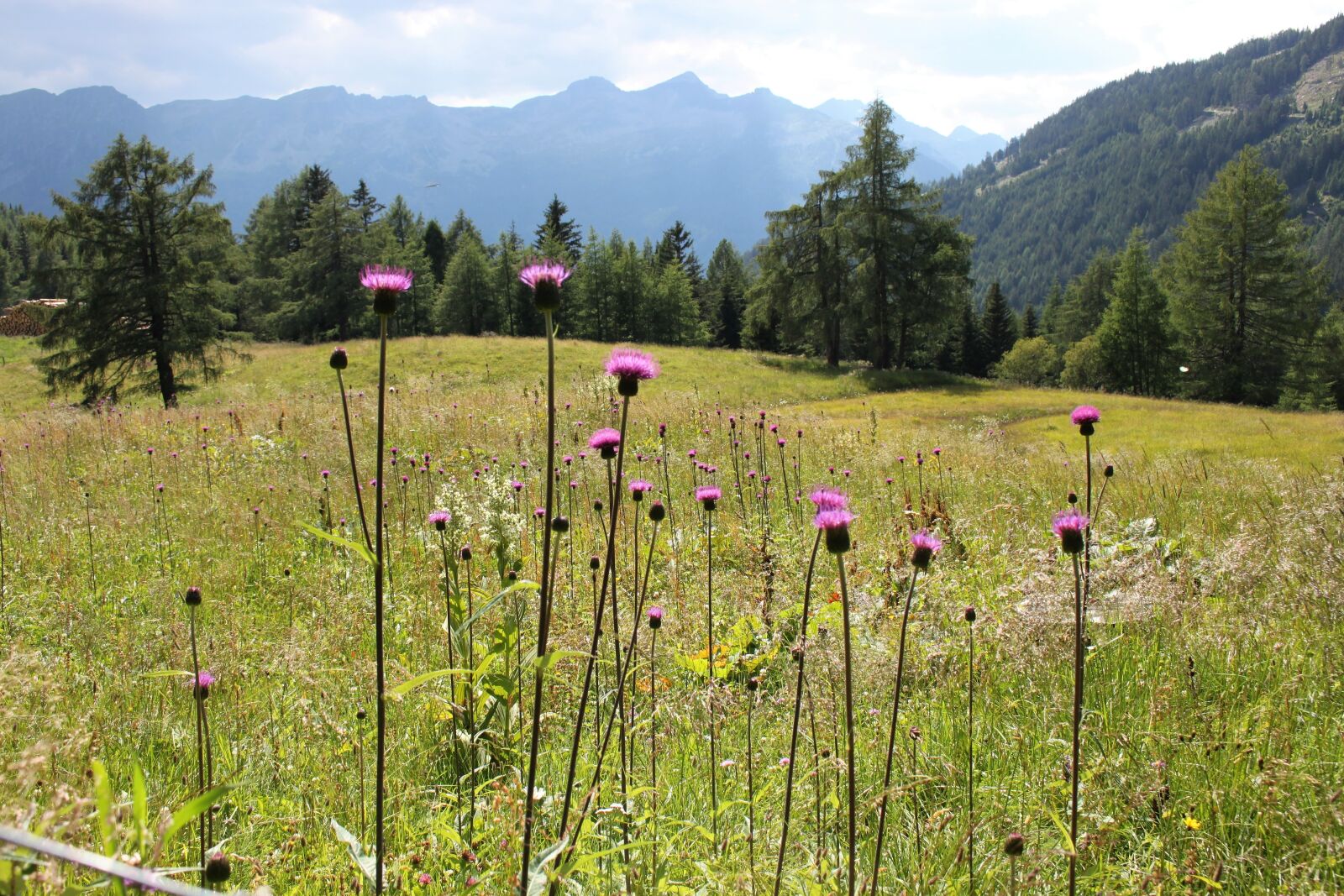 Canon EOS 500D (EOS Rebel T1i / EOS Kiss X3) sample photo. Nature, austria, carinthia photography