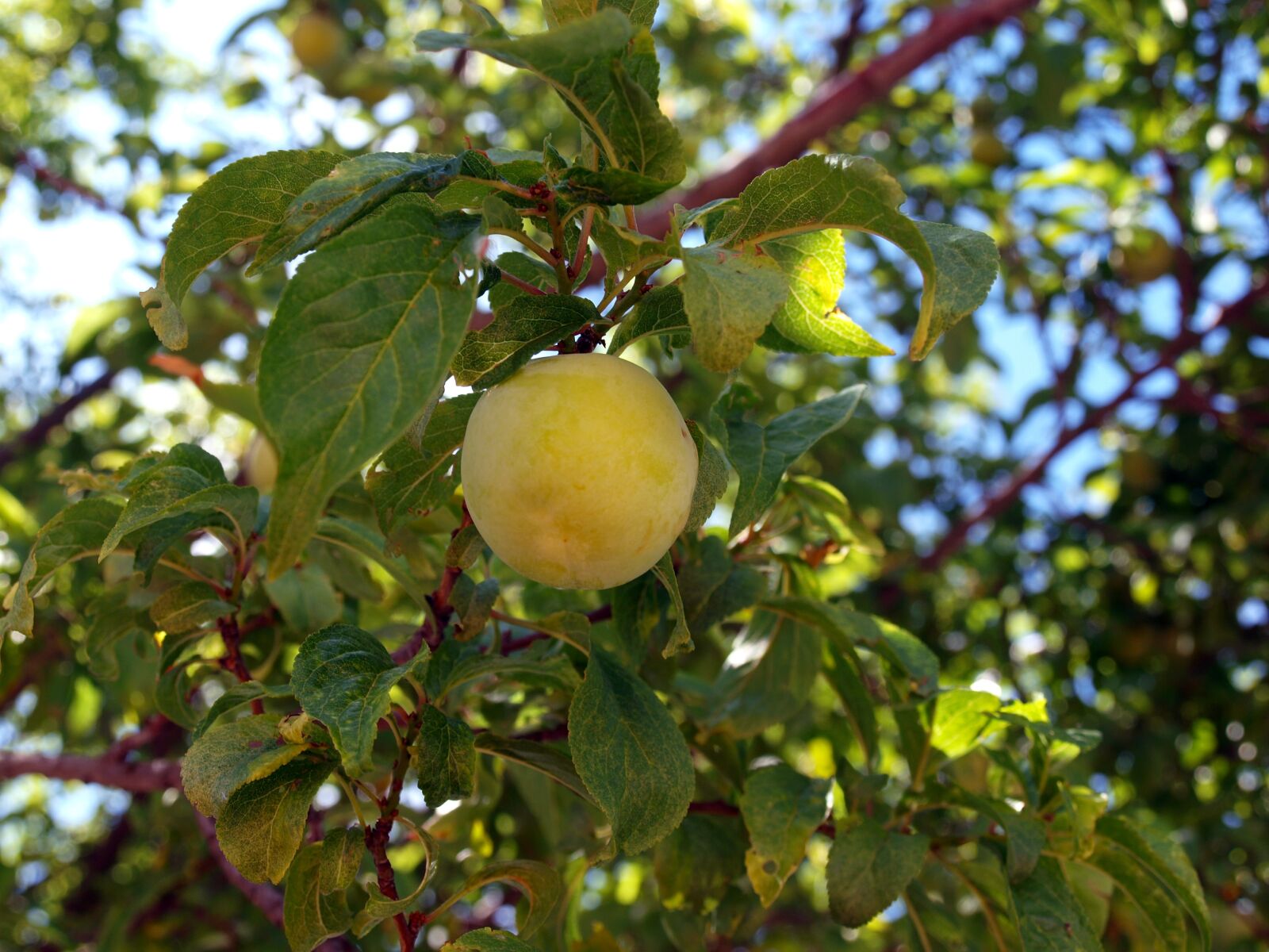 Olympus E-420 (EVOLT E-420) sample photo. Plum, tree plums, ripe photography