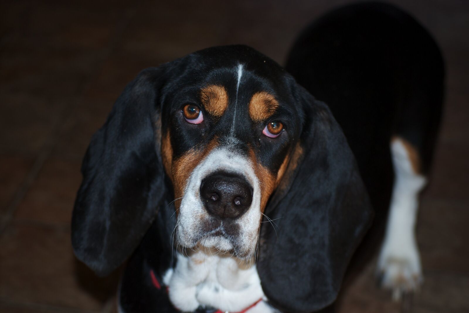 Nikon D40X sample photo. Dog, bassett, pet photography