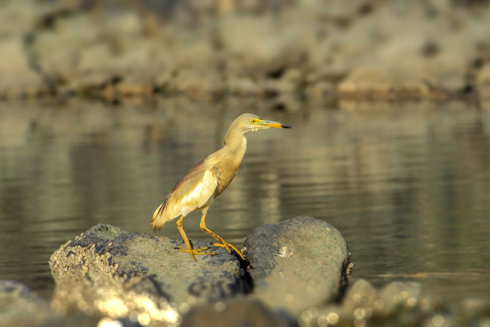 Canon EOS 700D (EOS Rebel T5i / EOS Kiss X7i) sample photo. Animal, bird, eyes photography