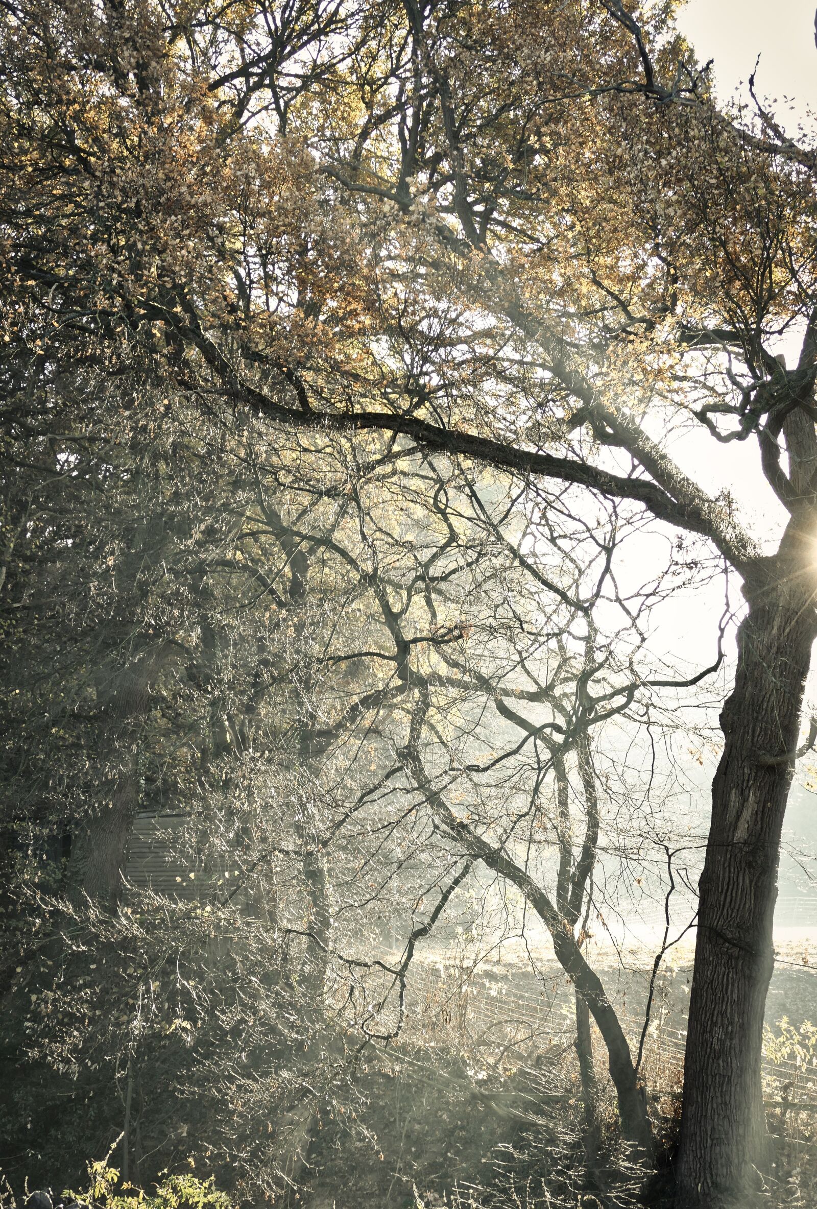 Panasonic Lumix DMC-FZ1000 sample photo. Mystical, tree, forest photography