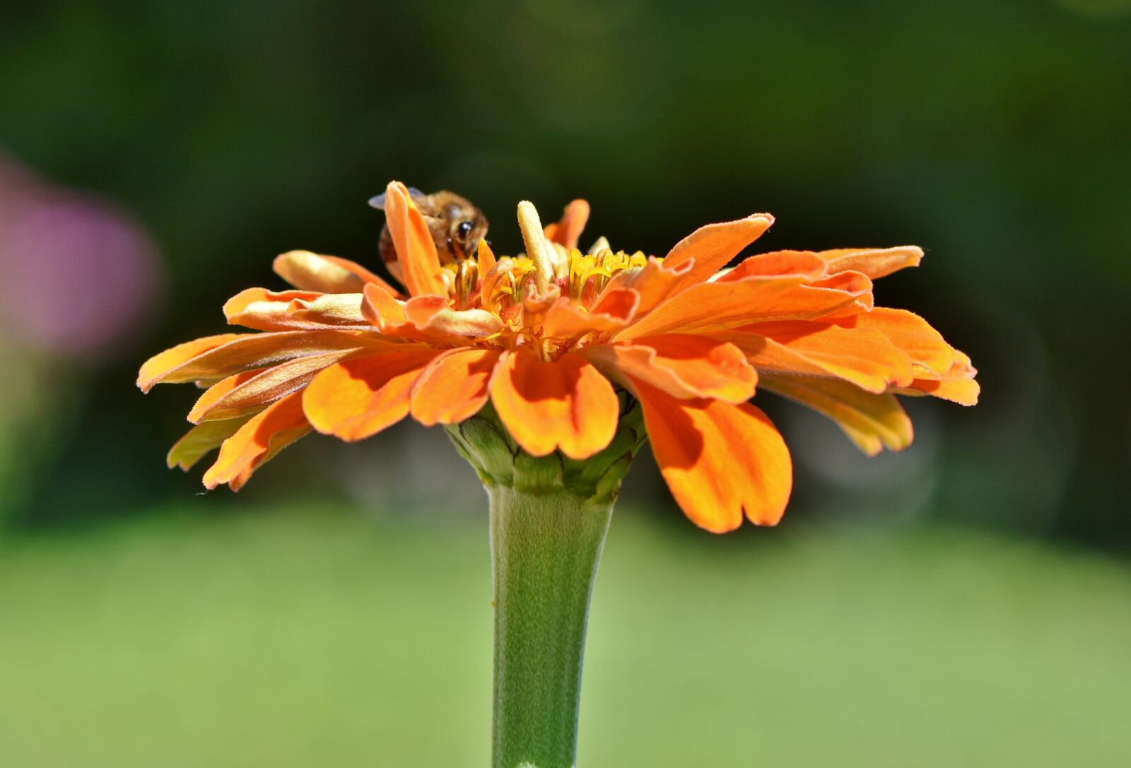 Nikon D7200 sample photo. Zinnia, blossom, bloom photography