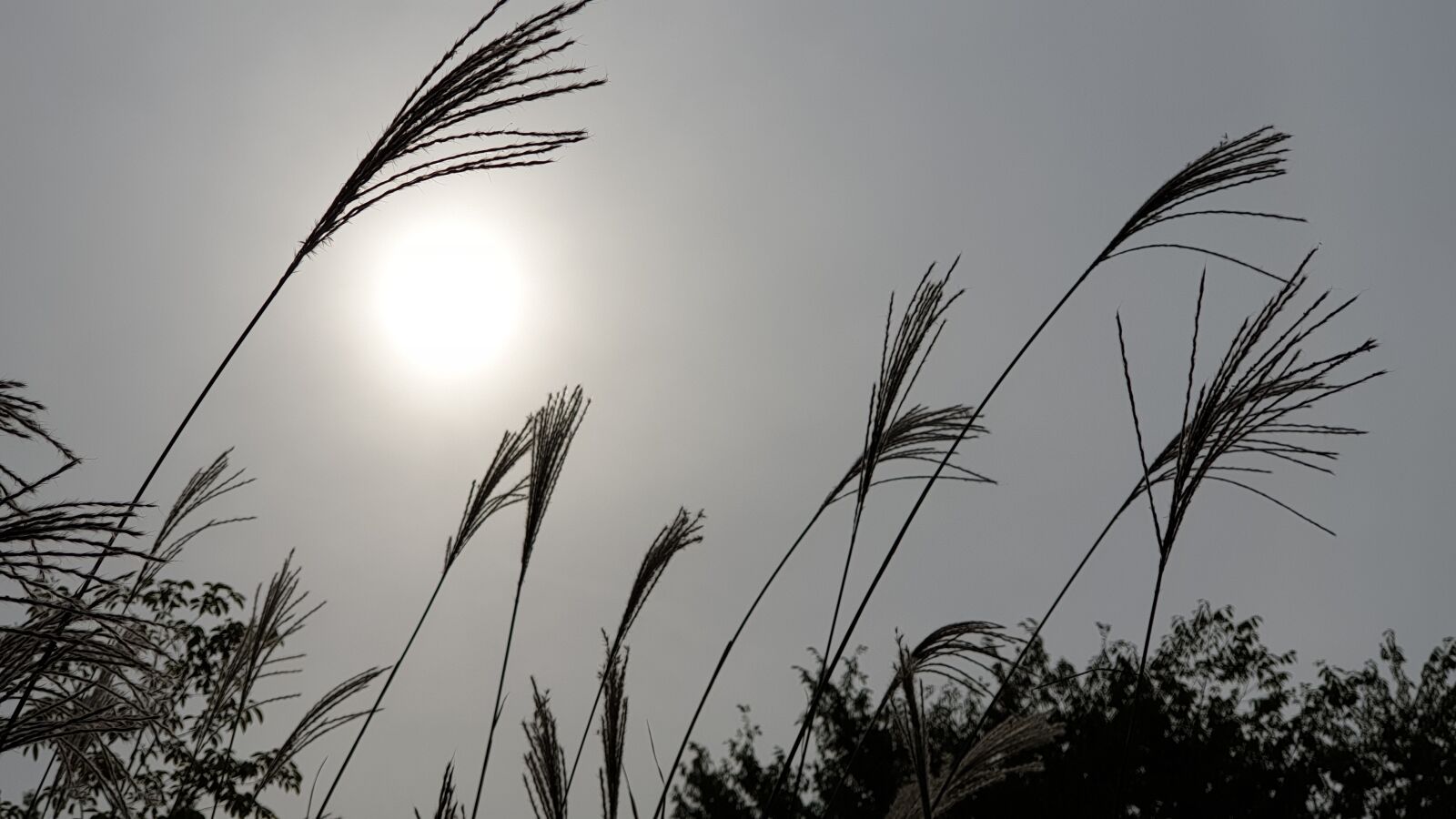 Samsung Galaxy Note9 sample photo. Silver grass, autumn, go photography