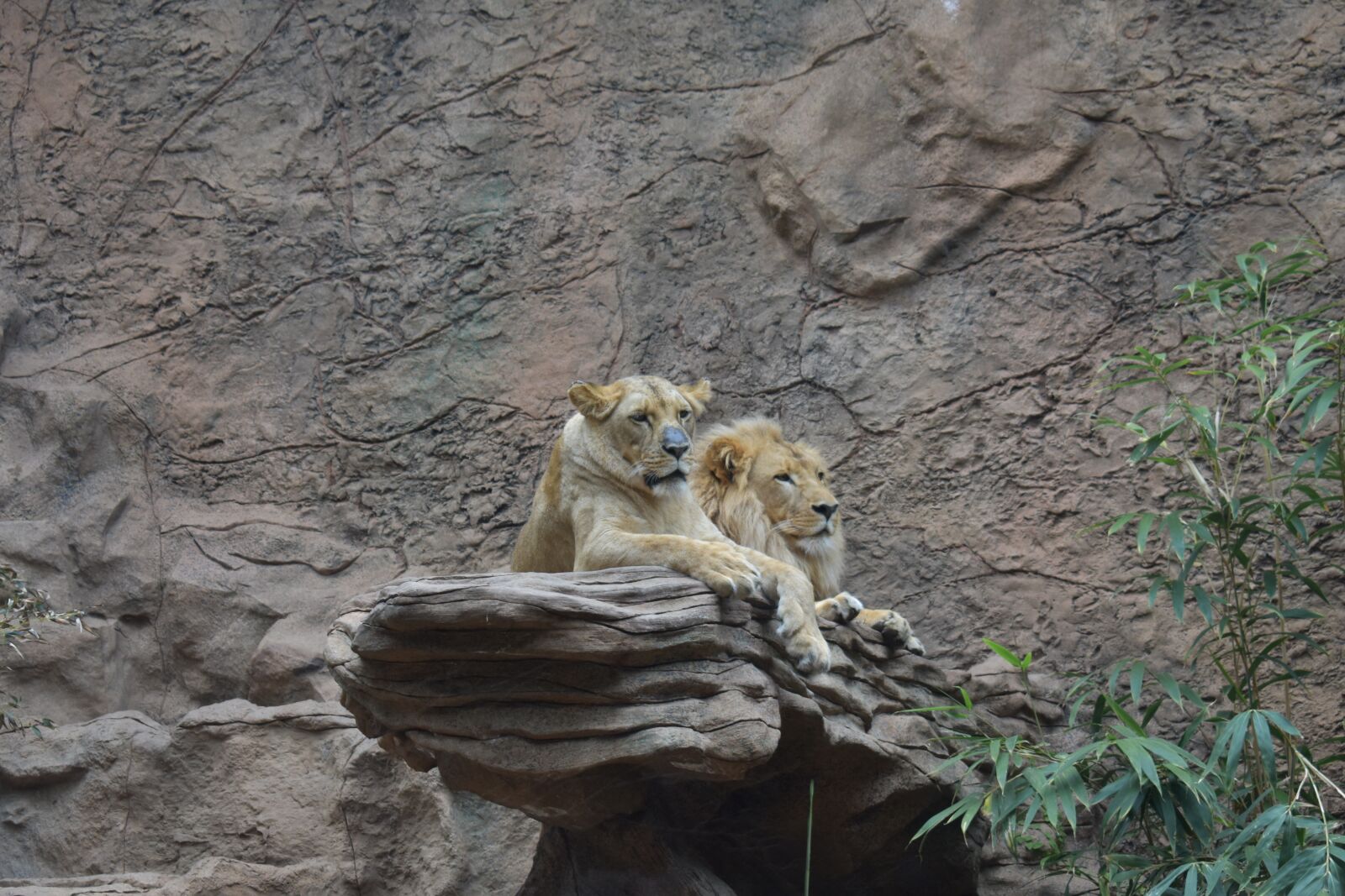 Nikon D3400 sample photo. Lion, canarias, tenerife photography