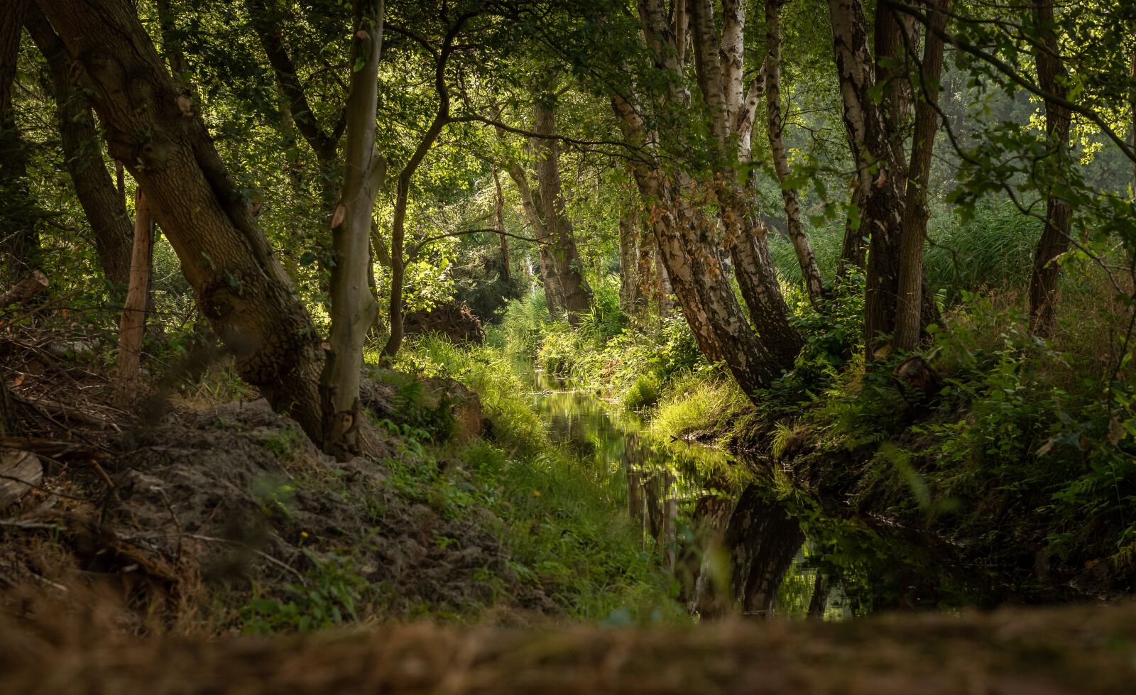 Nikon D750 sample photo. Brook landscape, forest, trees photography
